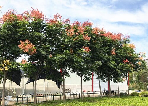 栾树是什么树 又叫什么树
