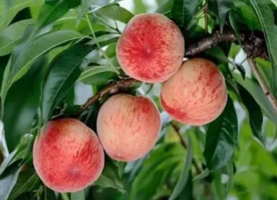 桃子能放冰箱吗 桃子冷藏存放时间