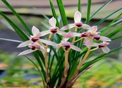 兰花是什么植物 兰花属于什么类植物