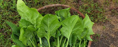 红薯能跟菠菜一起吃吗? 红薯可以跟菠菜一起吃吗