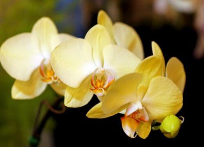 兰花要不要喷水 兰花什么情况下不可以喷水