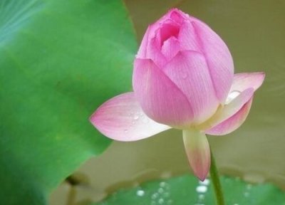 藿香如何扦插 叶荷香的嫁接方法