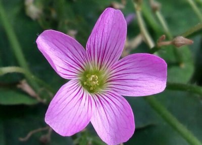 代表成功的花 预示着成功的花