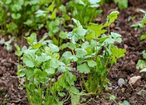 香菜如何保鲜存放时间长