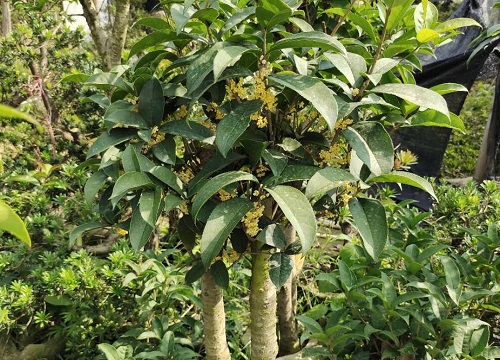 桂花嫁接方法