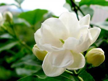 茉莉花什么时候施肥