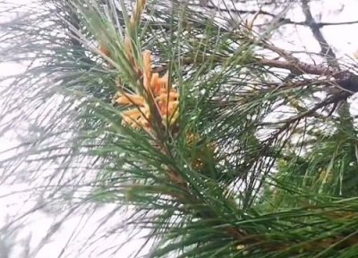 松树风水作用 松树的风水禁忌