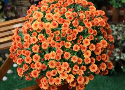 球菊的花语和寓意 菊花的寓意及花语