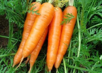 红萝卜含糖量 红萝卜含糖量高吗