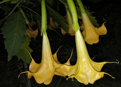 黄色曼陀罗有毒吗 黄色曼陀罗是否有毒