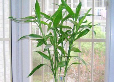 长寿竹风水作用 长寿竹的风水禁忌