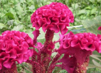 鸡冠花花语和寓意 鸡冠花的花语是什么寓意