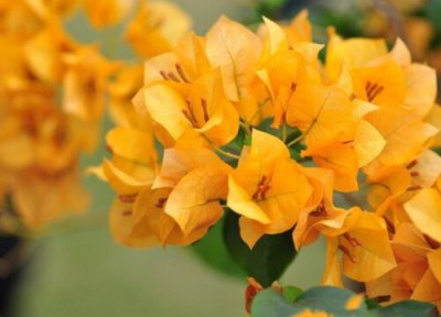 暗斑夕阳红三角梅勤花 暗斑夕阳红三角梅勤花吗