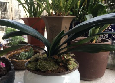 君子兰叶片枯萎病 君子兰叶片缺水萎蔫正确的处理办法