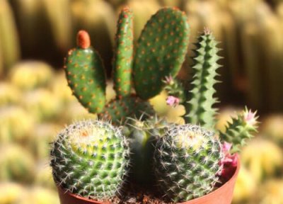 寓意坚强的植物 寓意顽强的植物