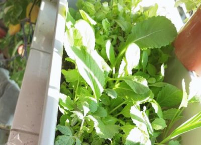 鸡毛菜是上海青吗 鸡毛菜与上海青区别