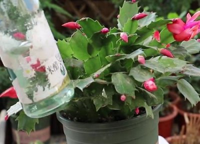 蟹爪兰叶面肥有哪些 蟹爪兰叶面施肥的效果