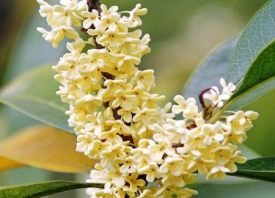 桂花生长地方 桂花生长在哪里