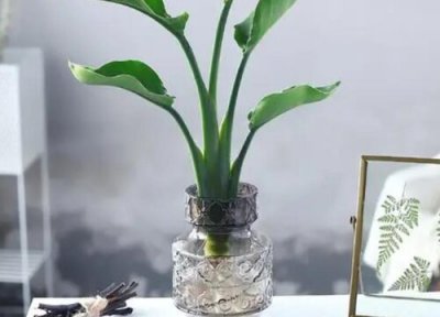 鹤望兰能水培吗 鹤望兰可以水培吗
