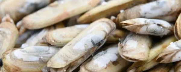 蛏子食用禁忌