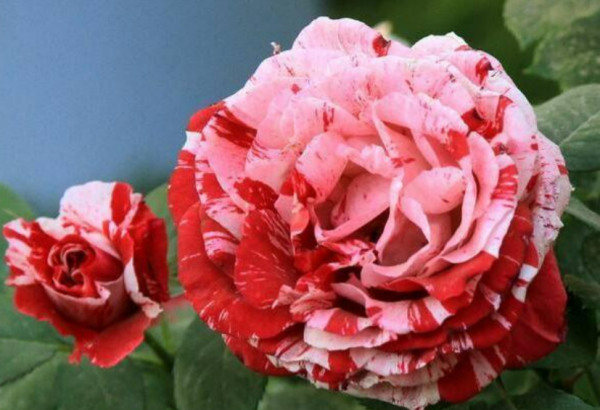 节日礼花月季的优缺点