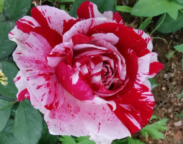 节日礼花月季的优缺点