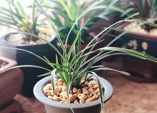 代表中国的花