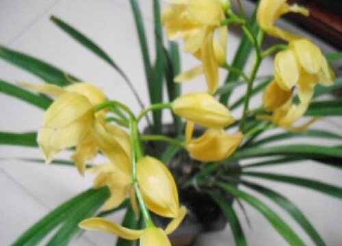 代表中国的花