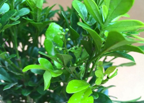 米兰什么季节开花