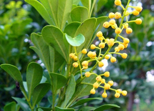 米兰什么季节开花