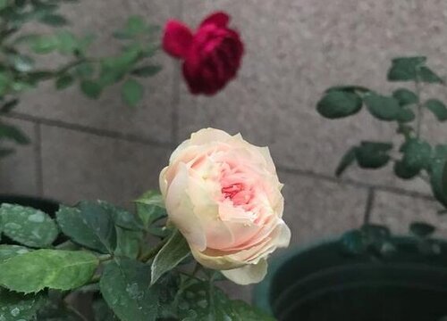门前可以种玫瑰花吗