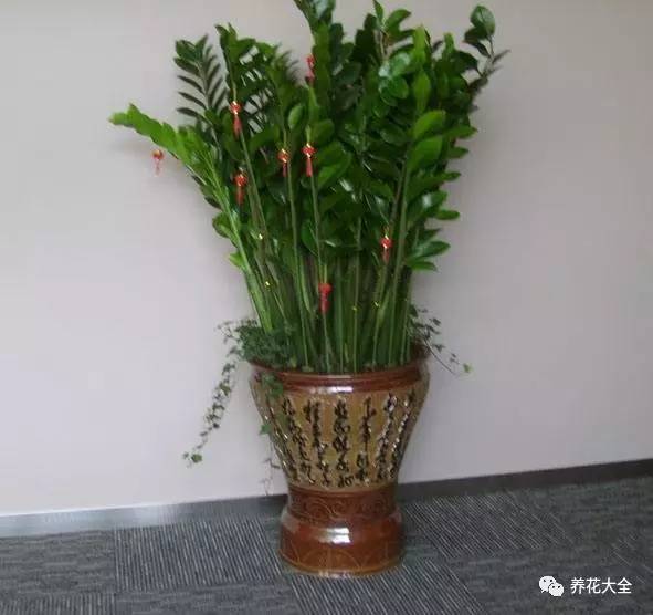 金钱树怎么摆放