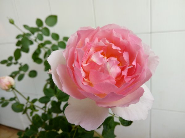 繁华都市月季的优缺点