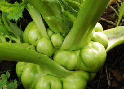 榨菜类型与属性 榨菜是什么植物类别