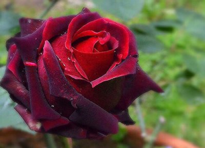 黑魔术是藤本还是灌木 黑魔术属于藤本还是灌木