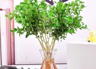 米兰什么季节开花 花期是几月份