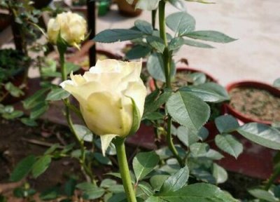 门前能种玫瑰花吗 门前可以种玫瑰花吗