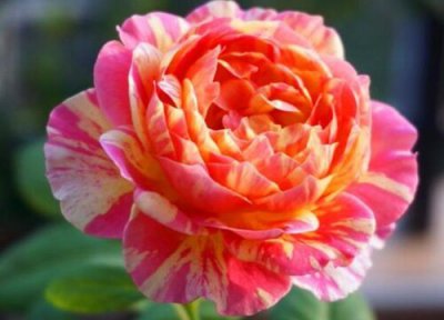 莫奈月季是藤本还是灌木 莫奈月季属于藤本还是灌木