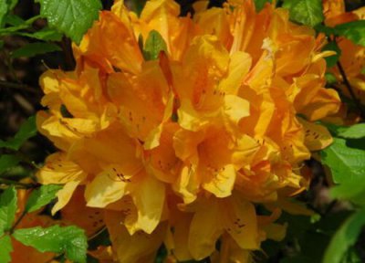 黄色杜鹃花有毒吗 黄色杜鹃花是否有毒