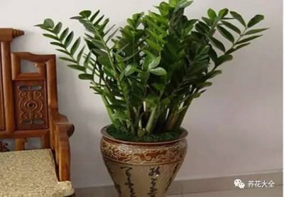 金钱树怎么摆放 金钱树的摆放方法