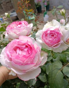 繁华都市月季优点 繁华都市月季的优缺点