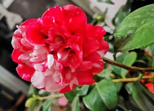 茶花养多久才能开花