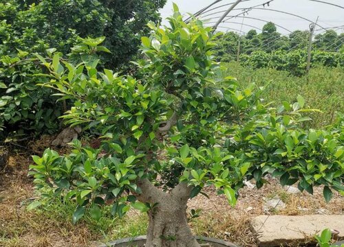 榕树是什么花序类型