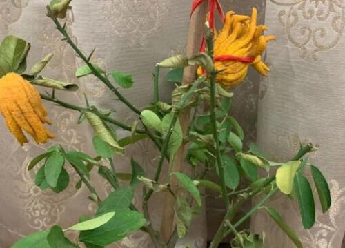 佛手花能放卧室吗