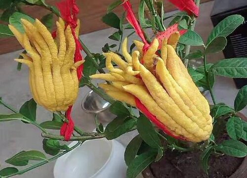 佛手花能放卧室吗