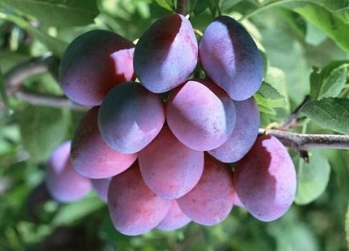 李子多久成熟