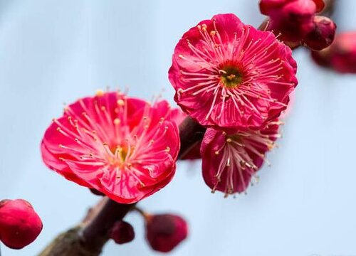 梅花用什么肥料最好