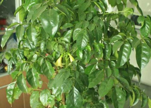 幸福树用什么肥料