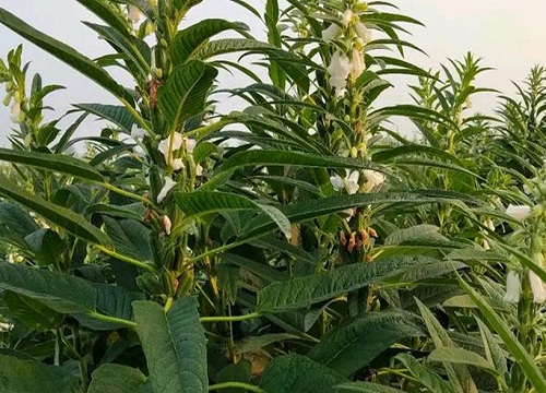 麻油叶是什么植物类别