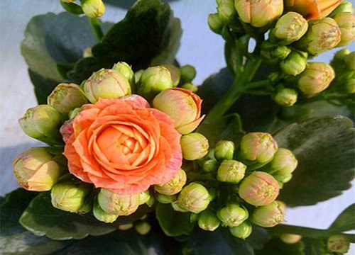 长寿花怎么养才开花